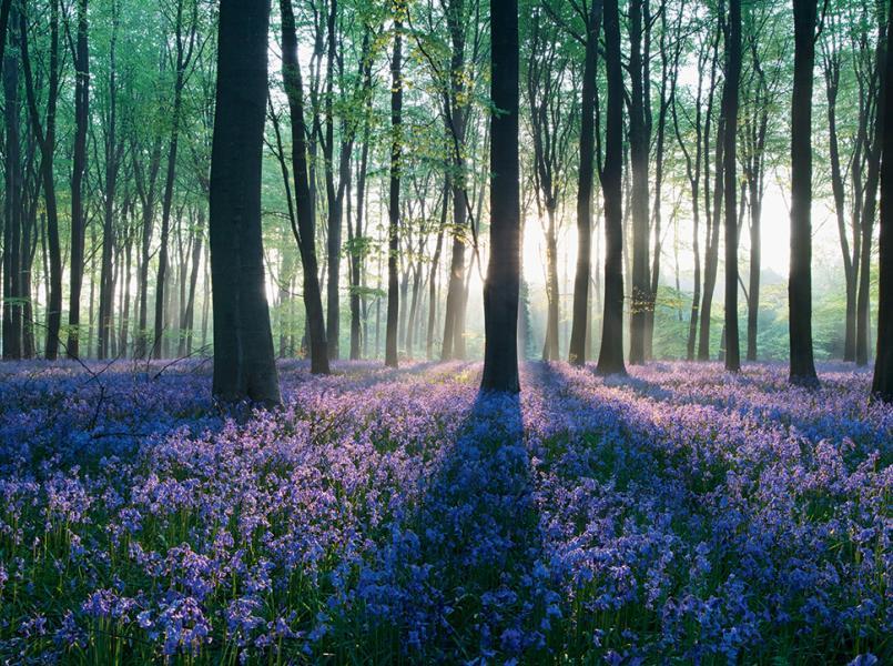 gerflor-conception-biosourcees gerflor-conception-biosourcees